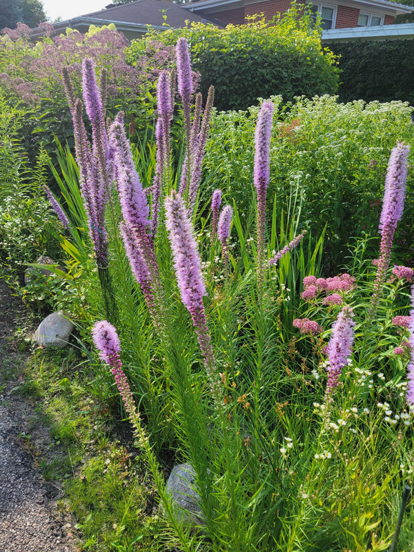 Liatris pycnostachya deals