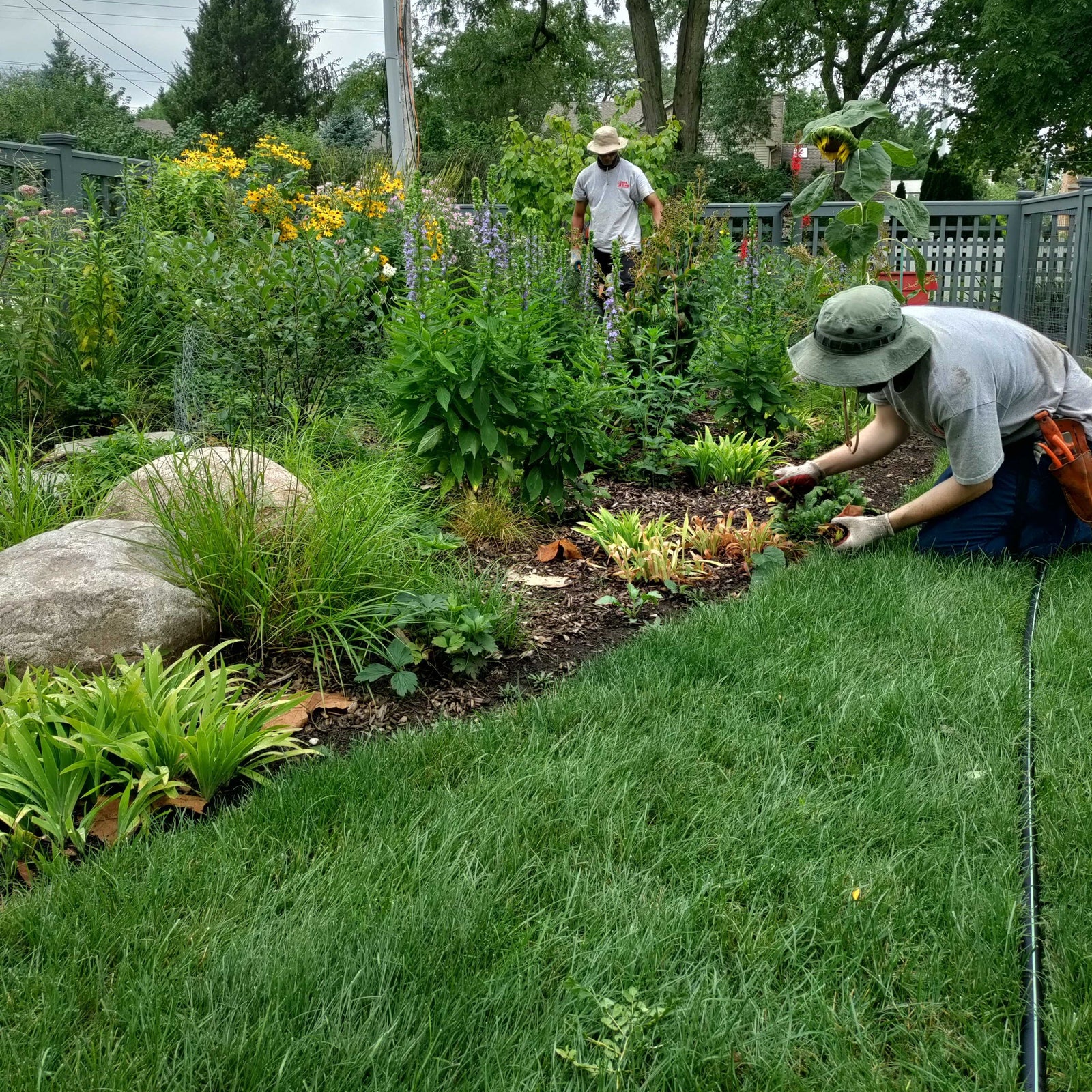 Caring for a new native garden - Red Stem Native Landscapes