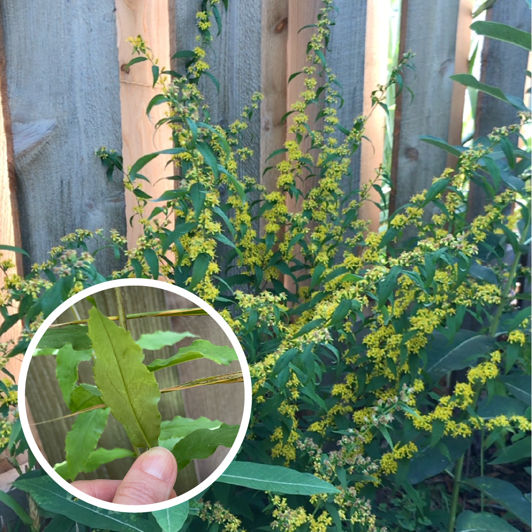 Goldenrod – Great in the Garden (with some exceptions): how to tell the beneficial from the problematic