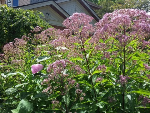 Eupatorium maculatum- Joe Pye Weed