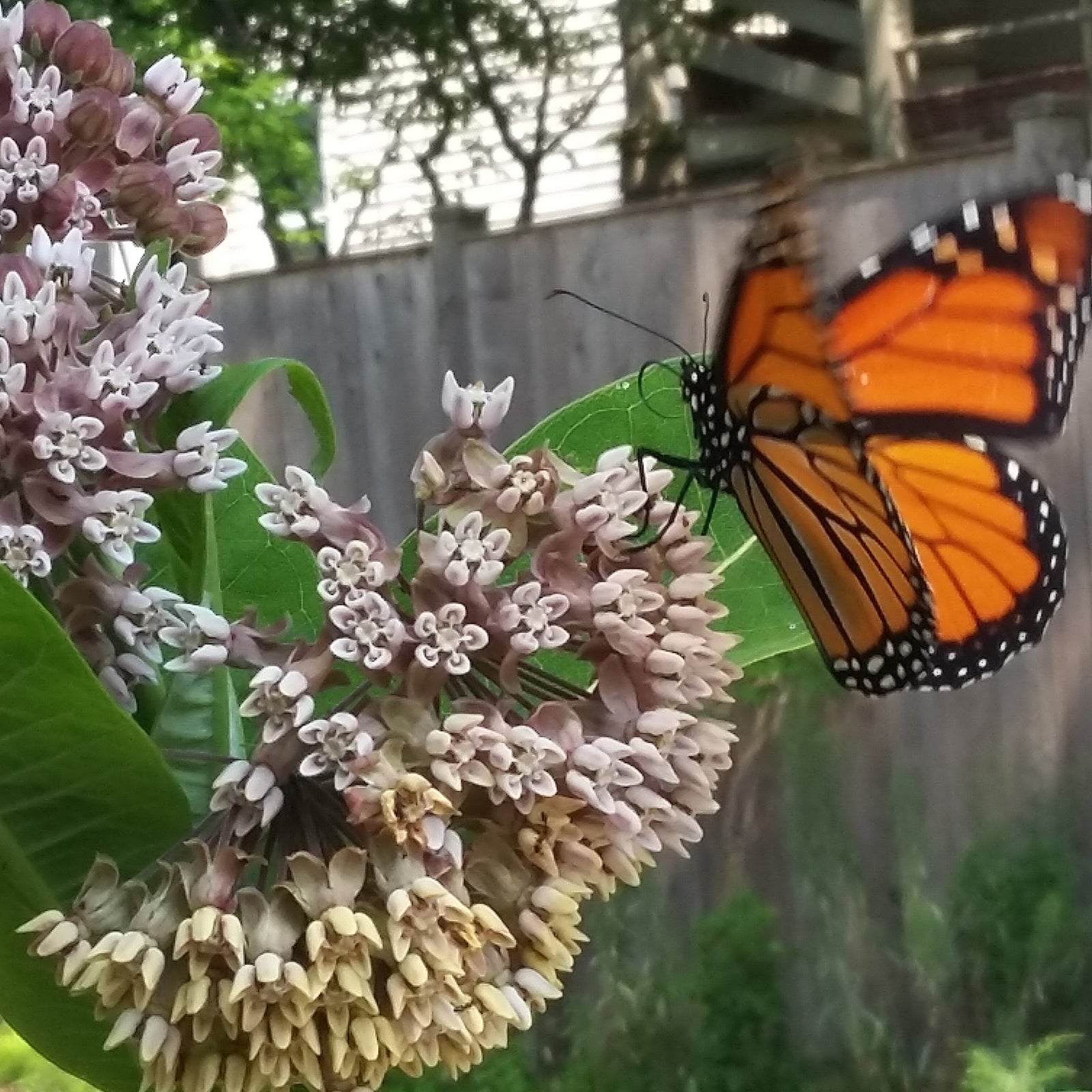 Red Stem Native Landscapes