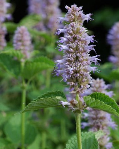 Agastache foeniculum - Anise Hyssop