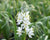 Camassia scilloides-Wild Hyacinth