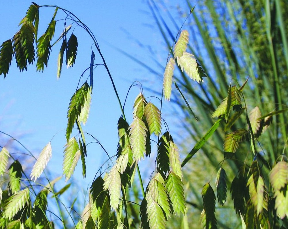 Chasmanthium latifolium- River Oats