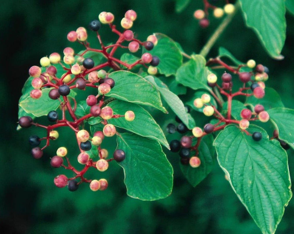 Cornus alternifolia- Pagoda Dogwood - Red Stem Native Landscapes