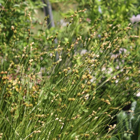 Carex bicknellii- Copper-Shoulder Oval Sedge