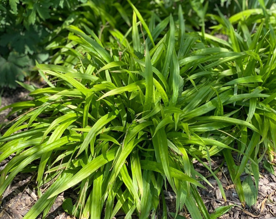 Carex plantaginea-Plantain Sedge