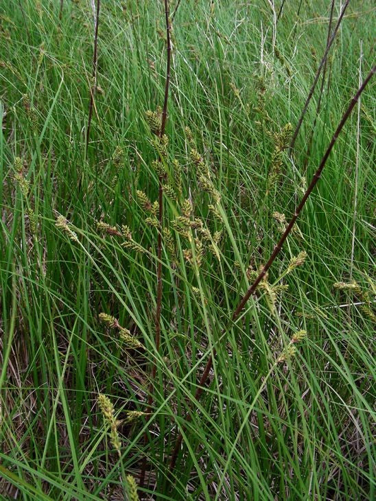 Carex buxbaumii- Buxbaum&#39;s Sedge