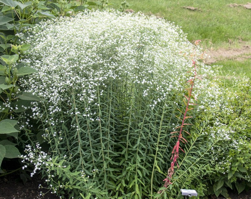 Euphorbia corollata- Flowering Spurge