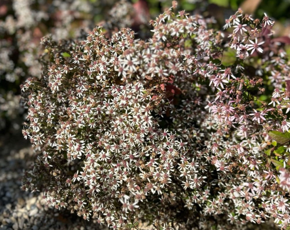 Eurybia divaricata-White Wood Aster