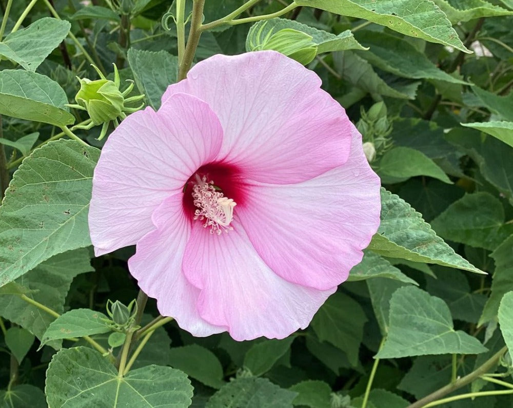 Hibiscus moscheutos- Swamp Rose Mallow