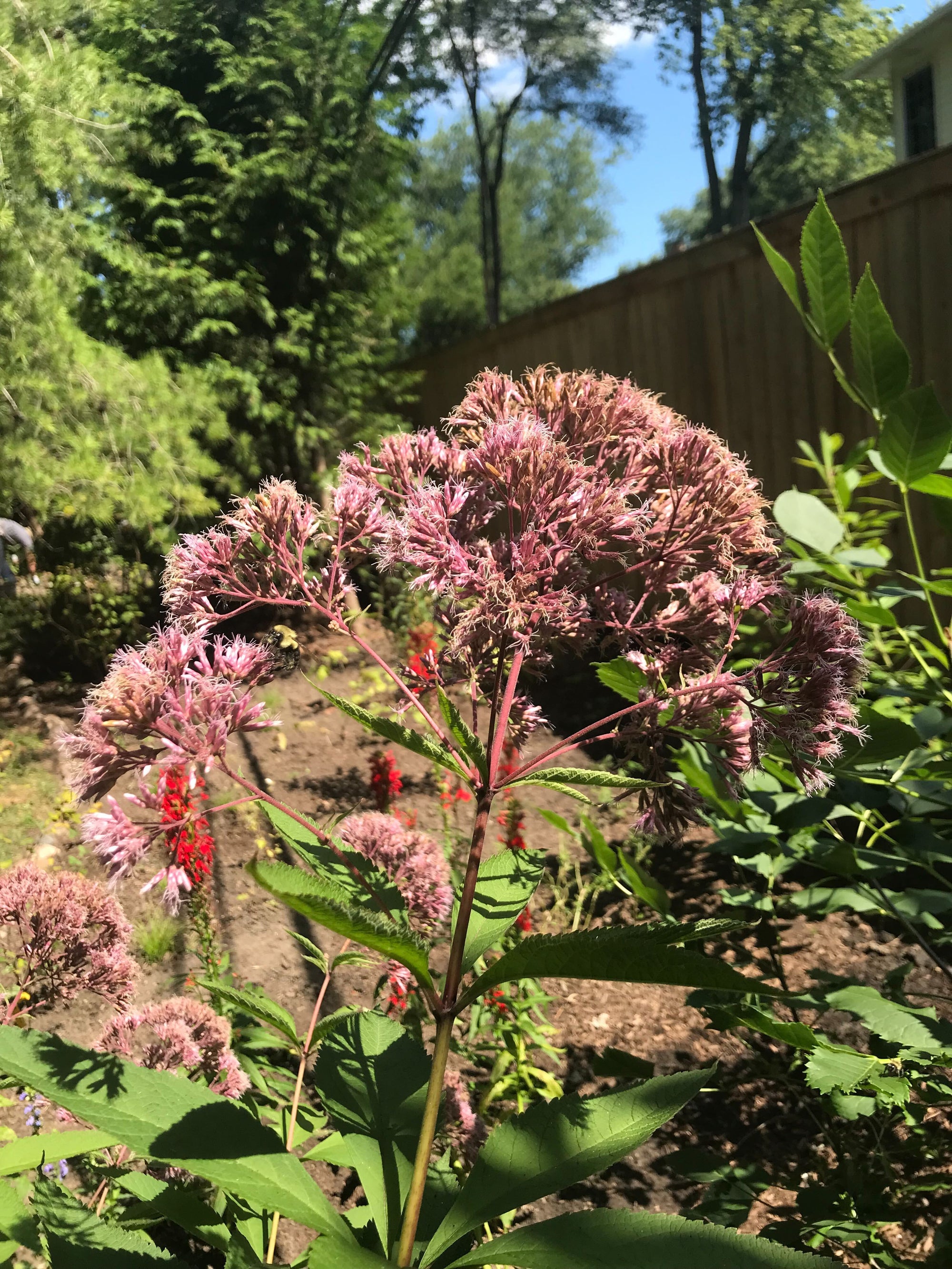 Eupatorium purpureum-Sweet Joe Pye Weed