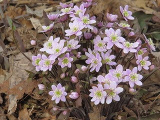 Hepatica nobilis acuta-Sharp-lobed Hepatica