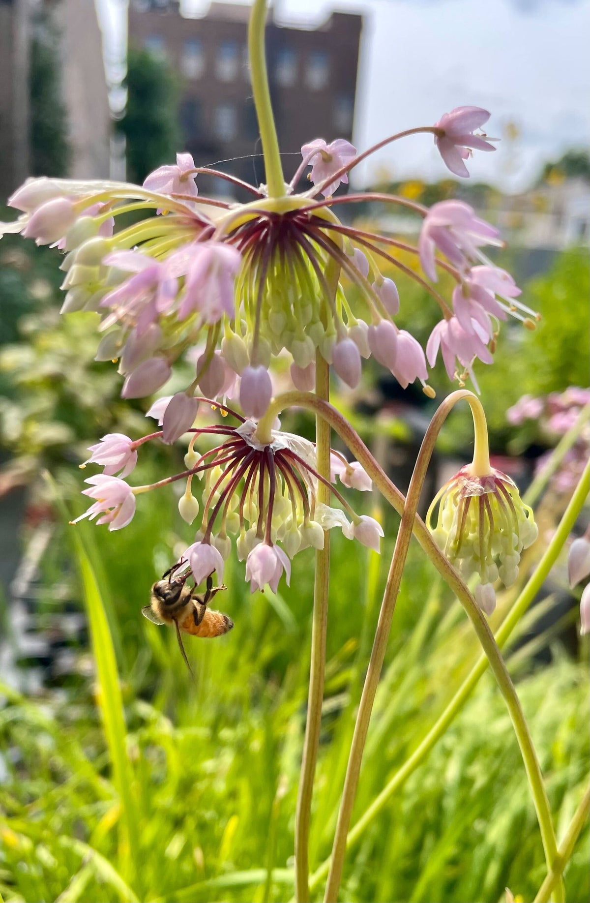 Allium cernuum- Nodding Onion