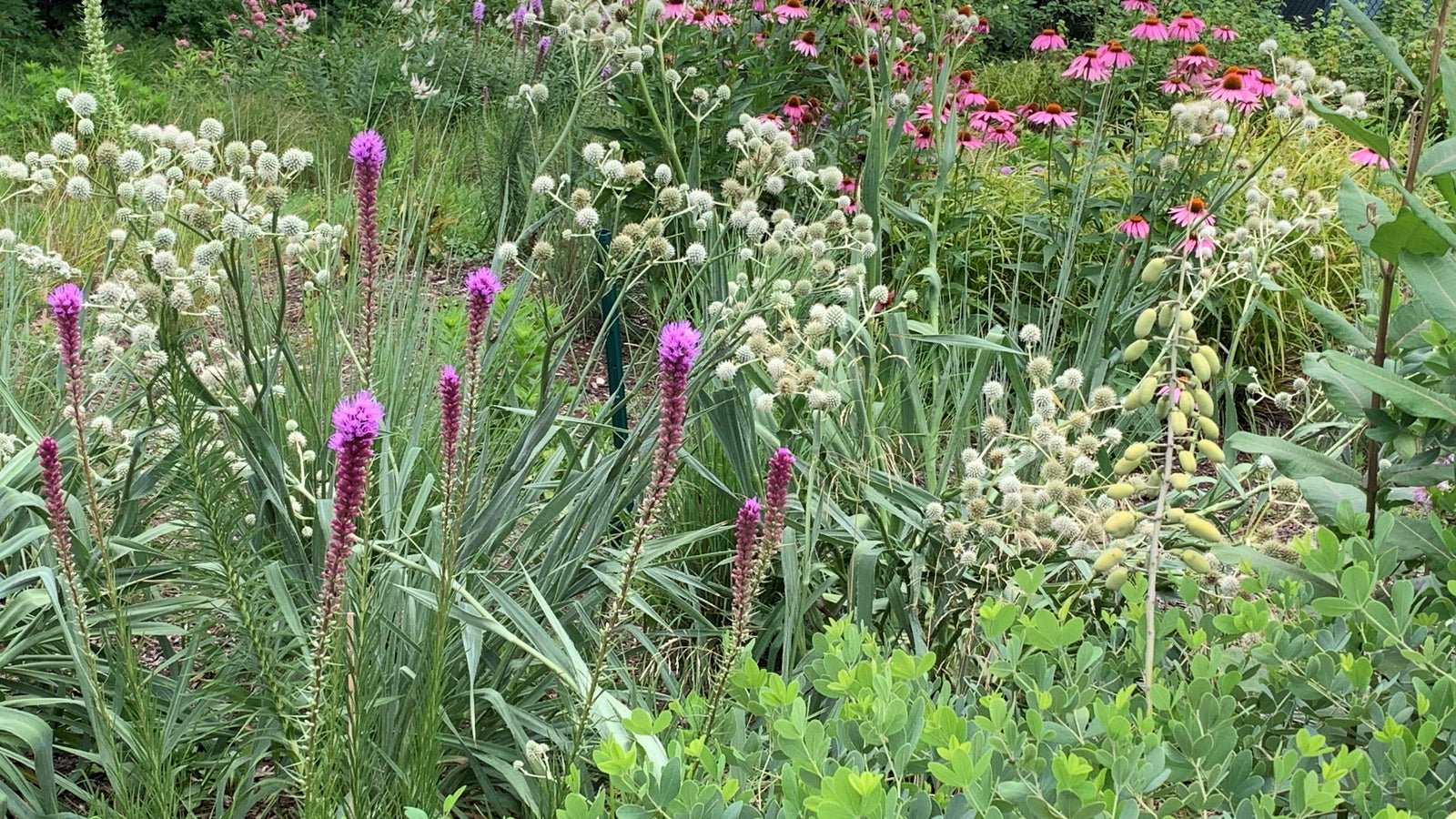 Rain gardens in action: what's the deal? - Red Stem Native Landscapes