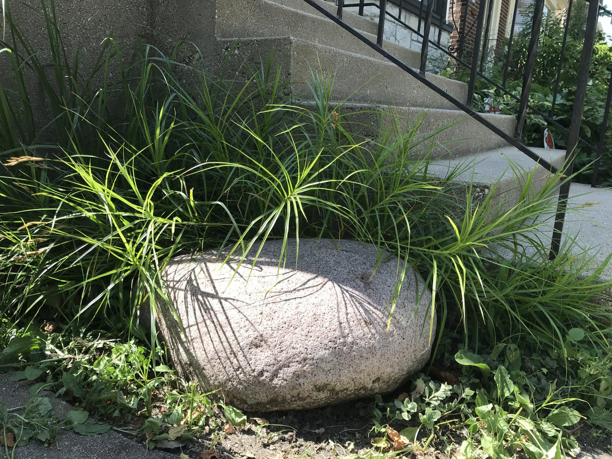 Carex muskingumensis-Palm Sedge