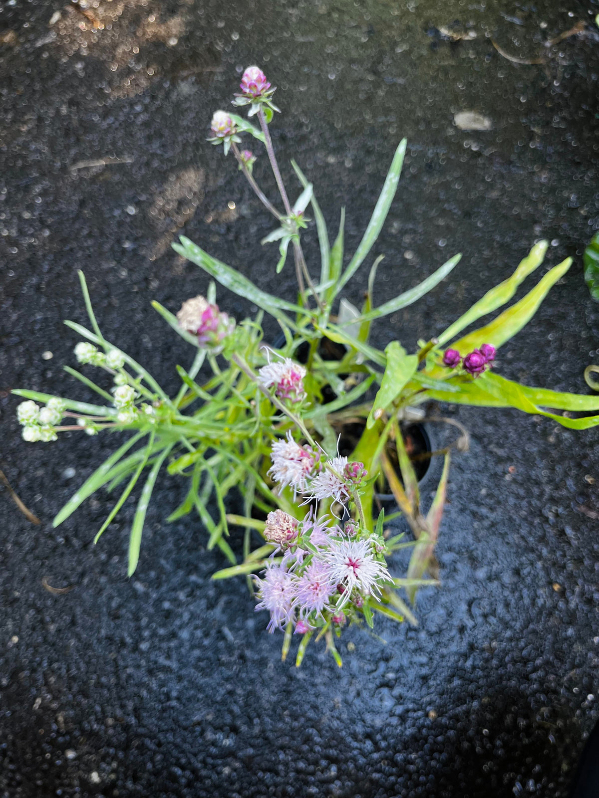 Liatris aspera-Rough Blazing Star