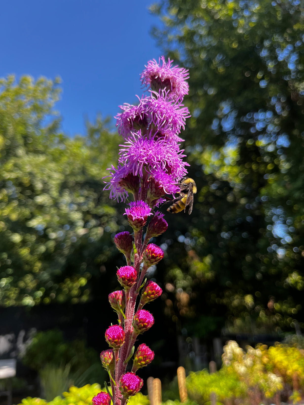 Liatris ligulistylis-Meadow Blazing Star