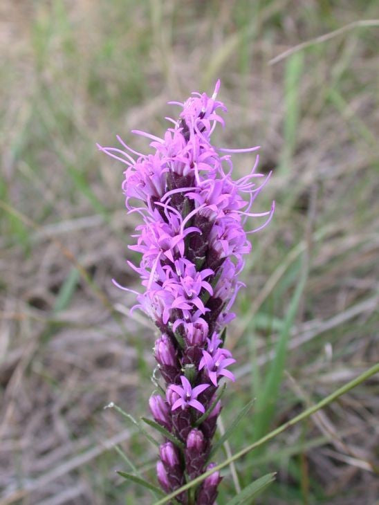 Liatris punctata- Dotted Blazing Star