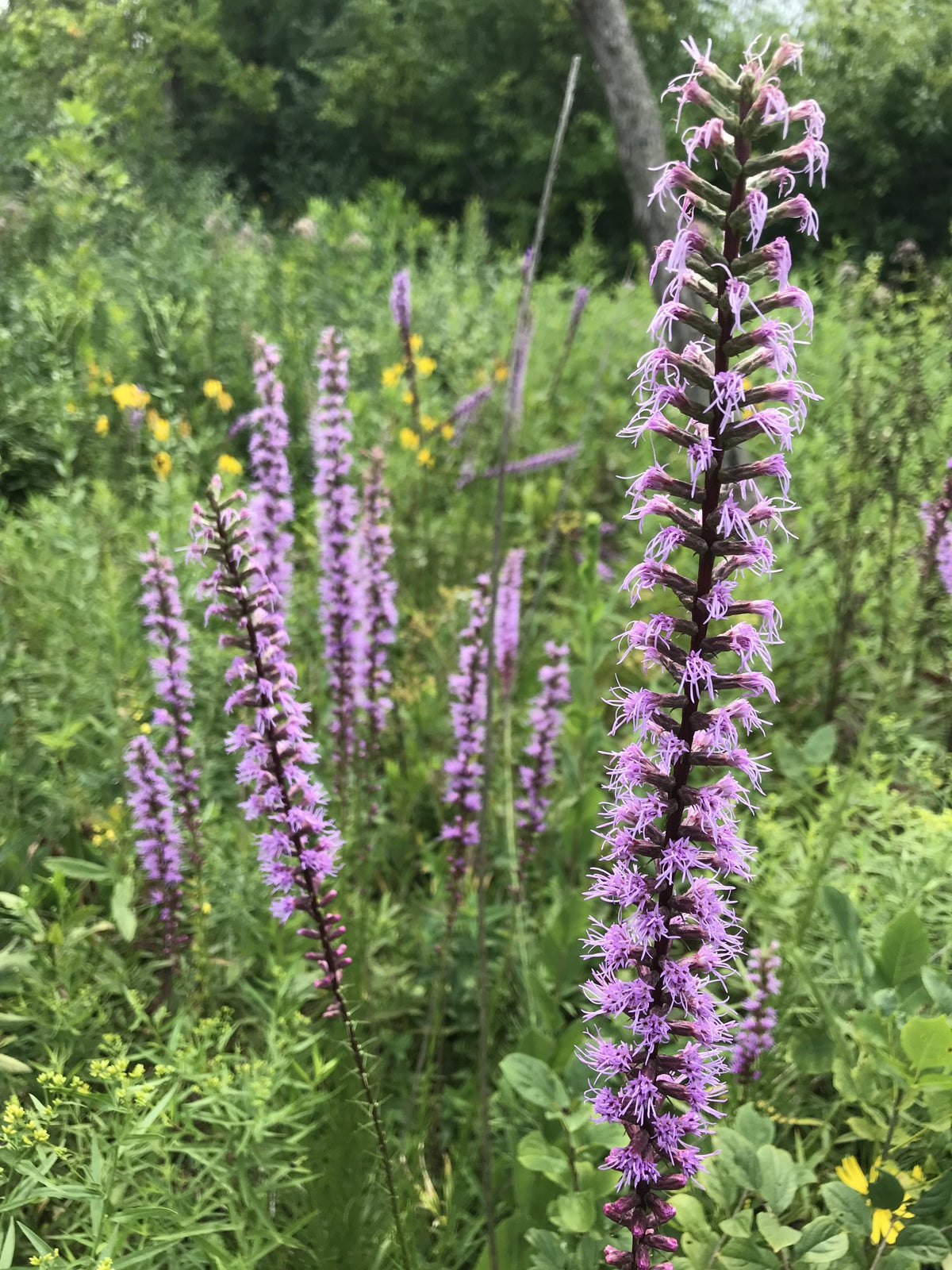 Liatris spicata- Marsh Blazing Star - Red Stem Native Landscapes