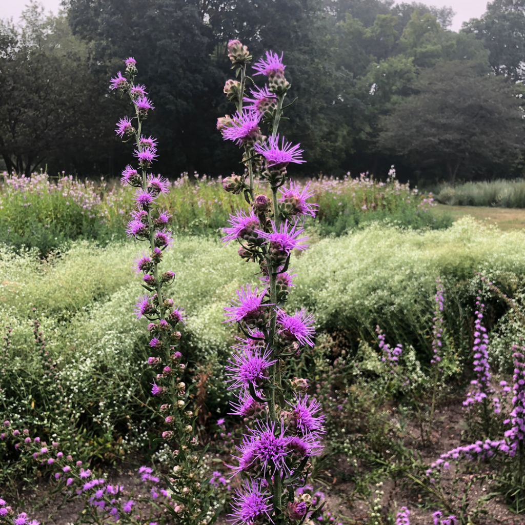 Liatris aspera-Rough Blazing Star