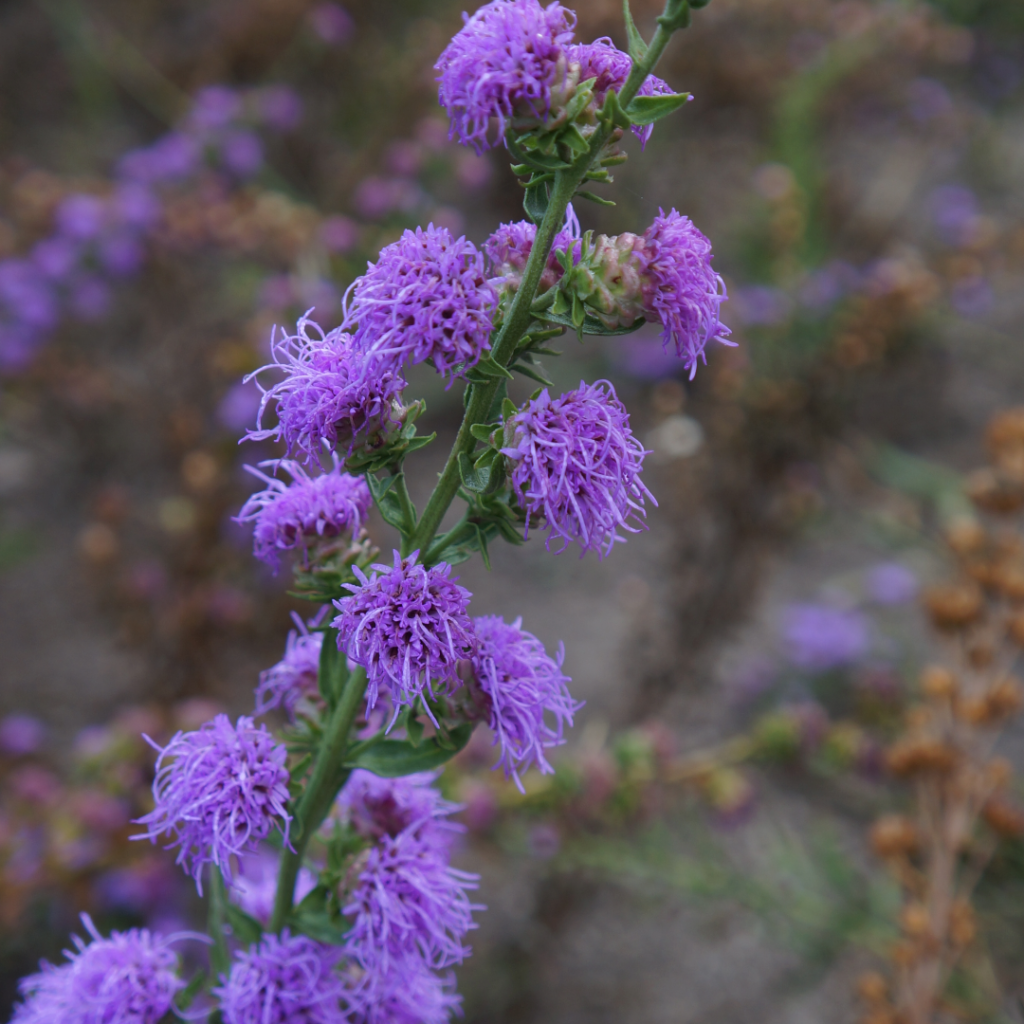 Liatris aspera-Rough Blazing Star