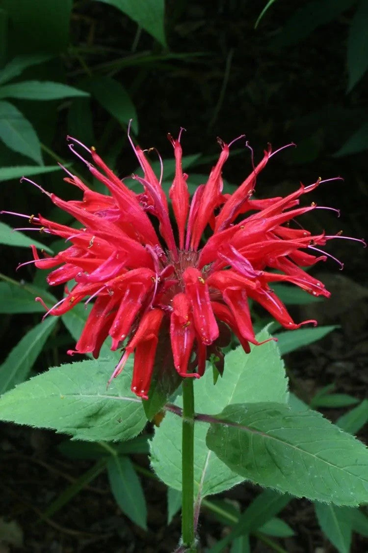 Monarda didyma- Scarlet Bee Balm