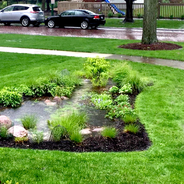 Native Landscape Design in Chicago | Red Stem Native Landscapes