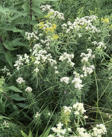 Pycnanthemum virginianum-Mountain Mint