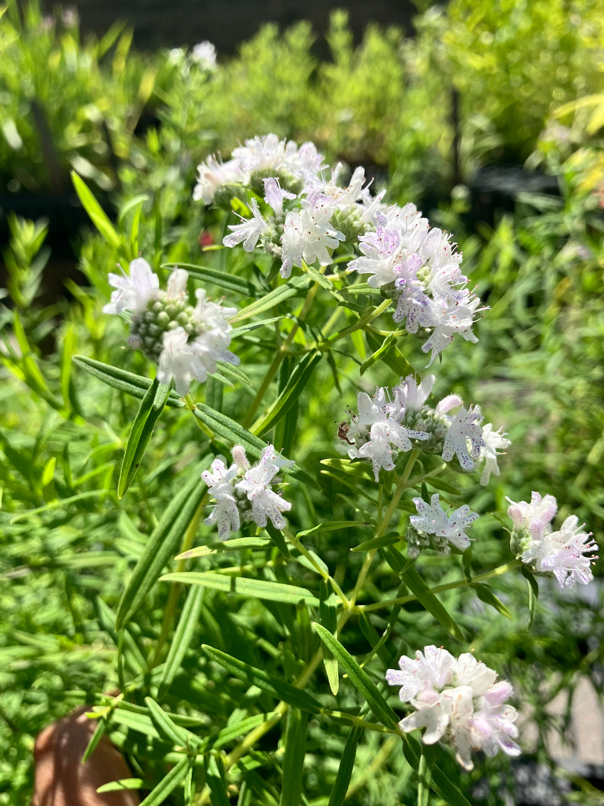 Pycnanthemum virginianum-Mountain Mint