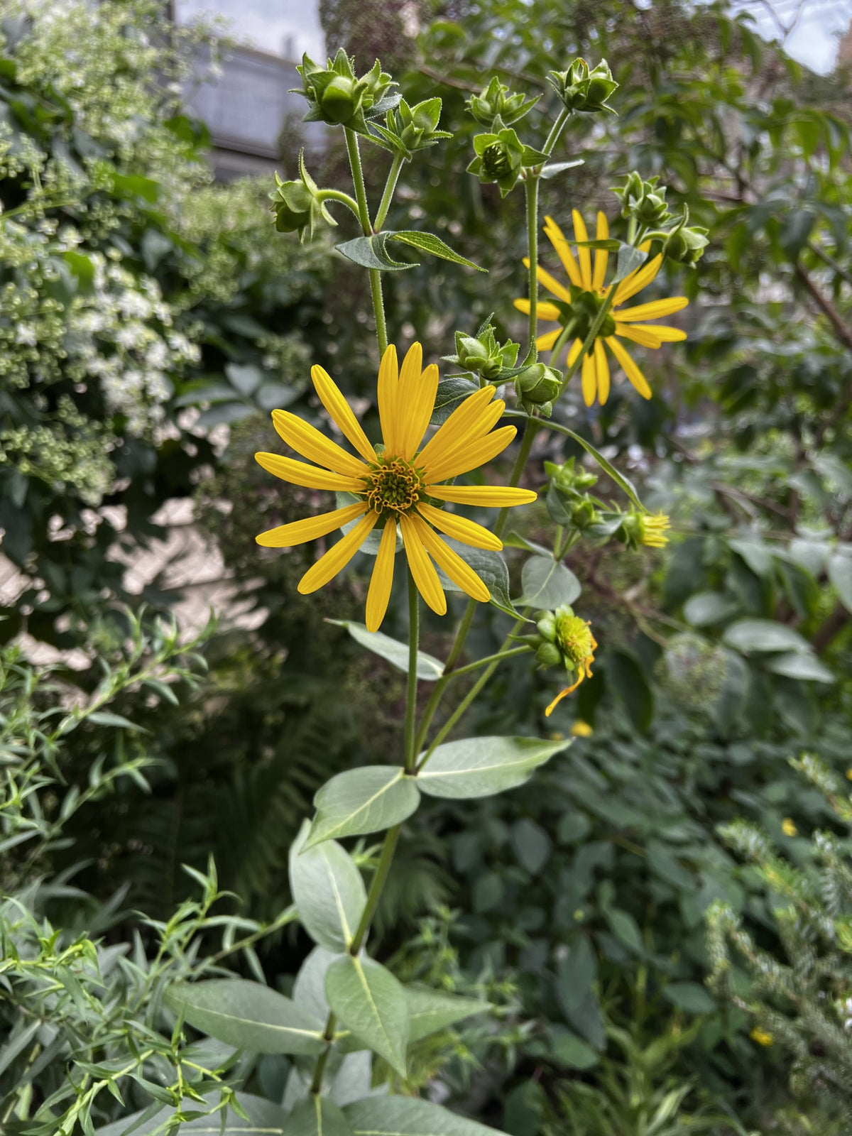 Silphium integrifolium- Rosin Weed