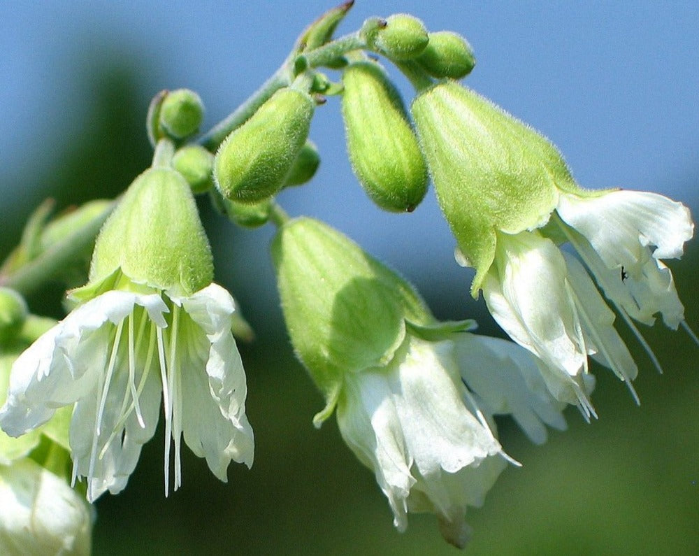 Silene stellata-Starry Campion