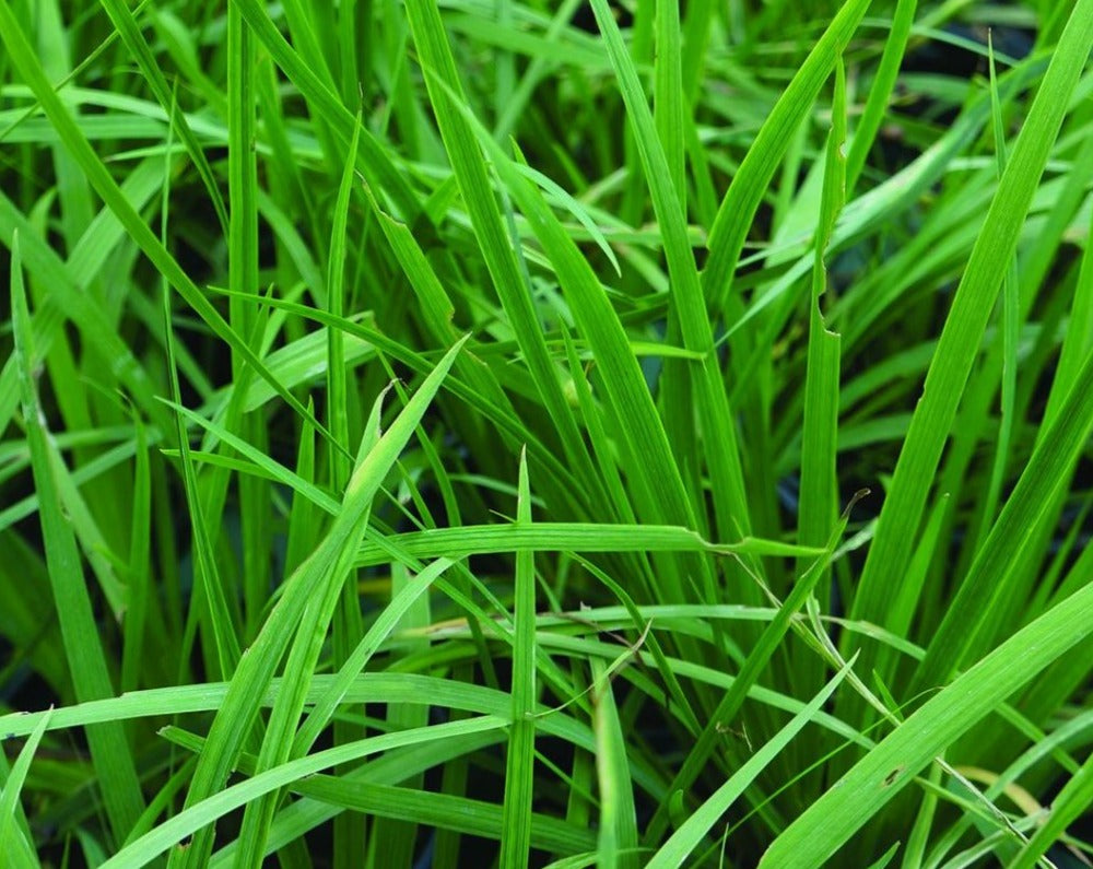 Sisyrinchium angustifolium- Blue-eyed Grass