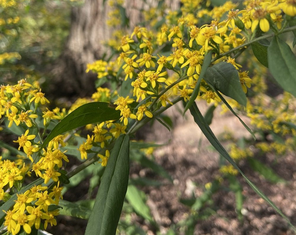 Solidago caesia-Blue-stemmed Goldenrod