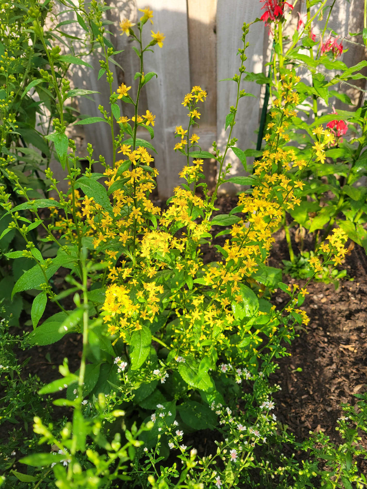 Solidago flexicaulis- Zig Zag Goldenrod