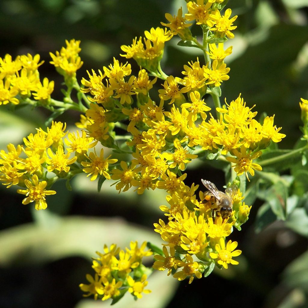 Solidago rigida- Stiff Goldenrod