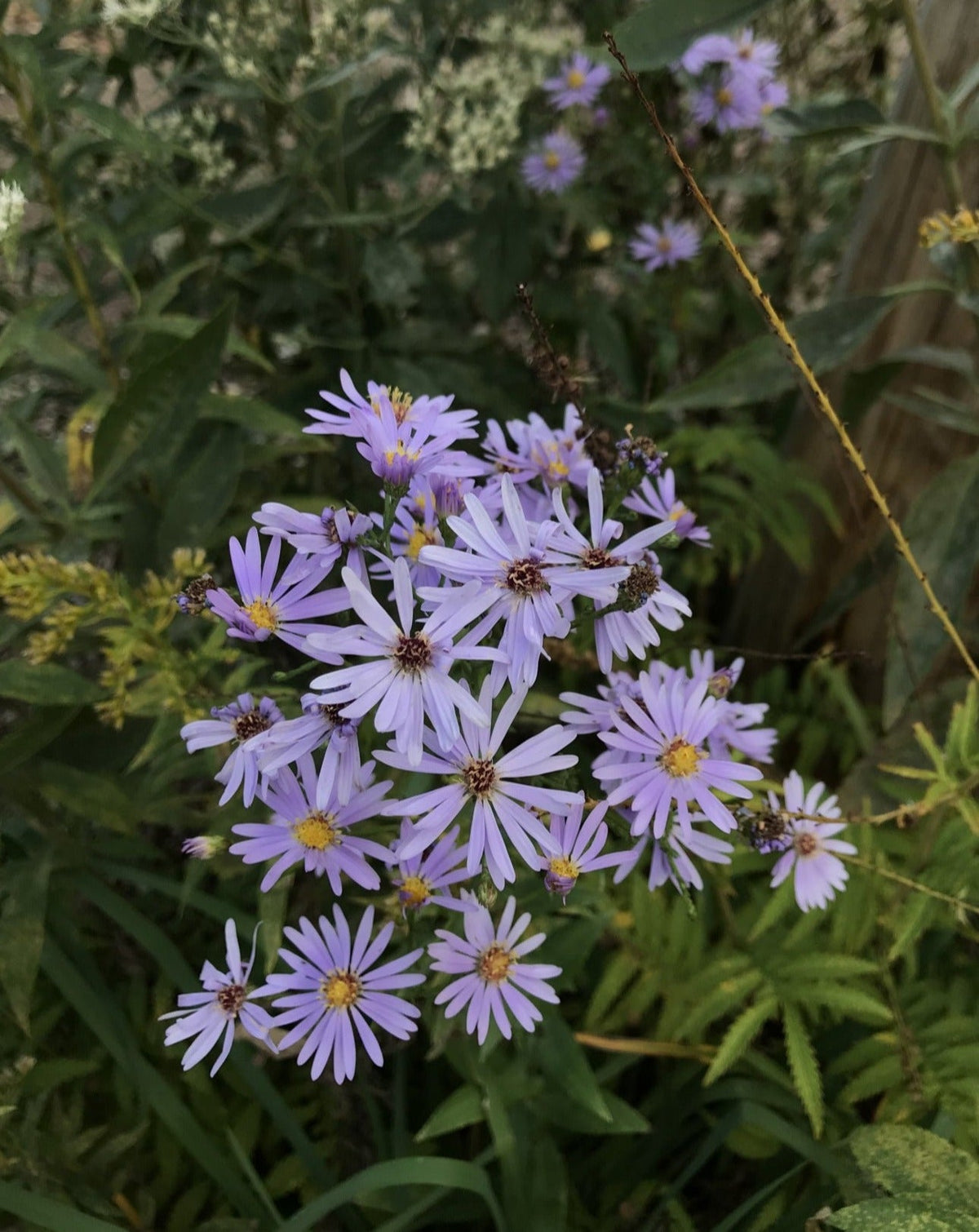 Symphyotrichum laeve-Smooth Aster