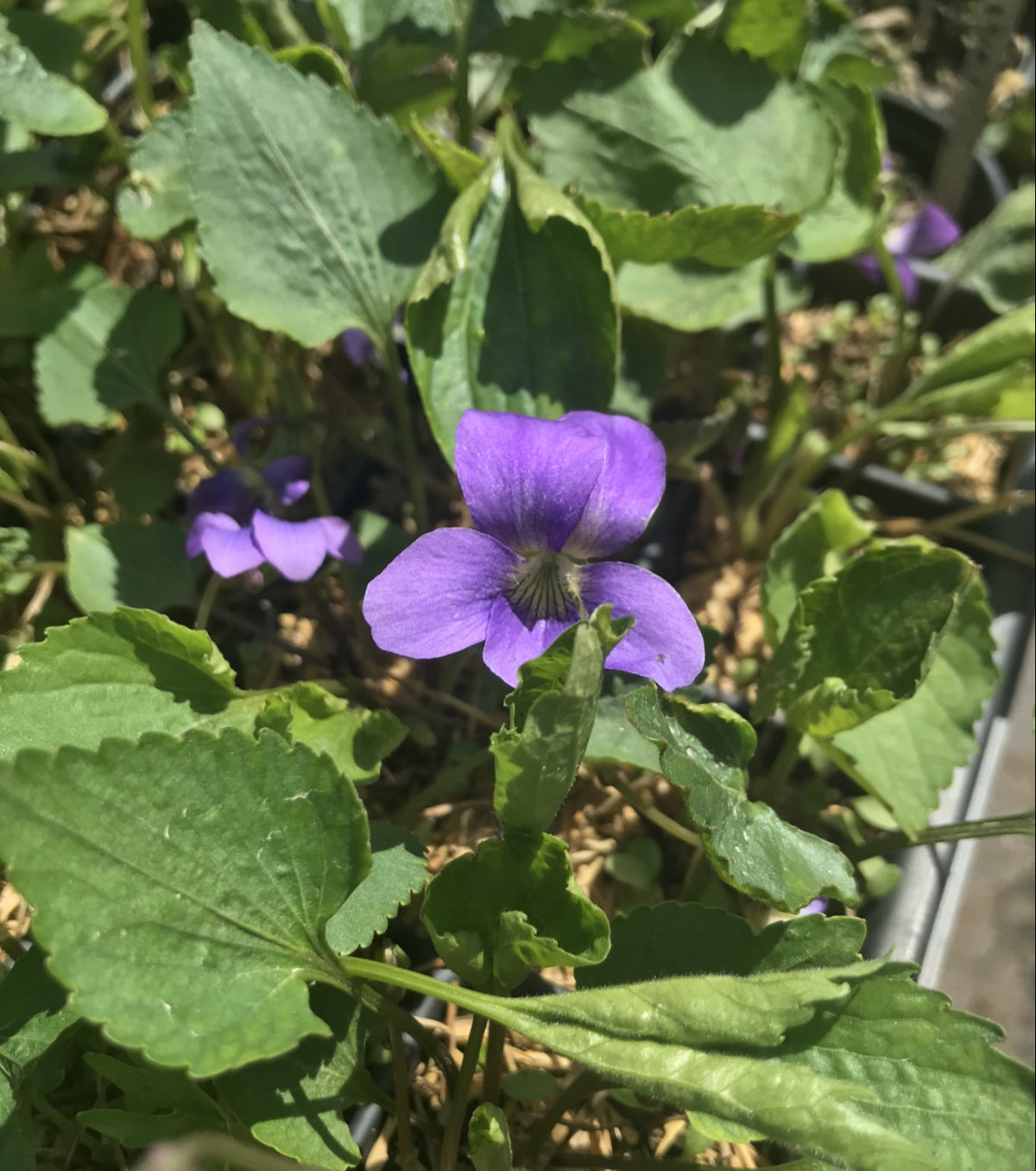 Viola sororia- Common Blue Violet