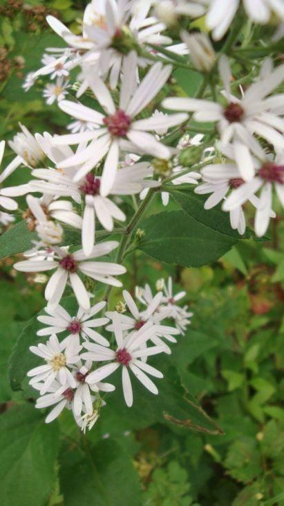 Symphyotrichum drumondii- Drummond&#39;s Aster