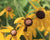 Ratibida pinnata- Yellow Coneflower - Red Stem Native Landscapes