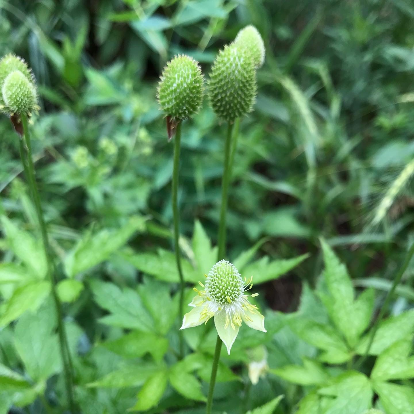 Anemone cylindrica- Thimbleweed - Red Stem Native Landscapes