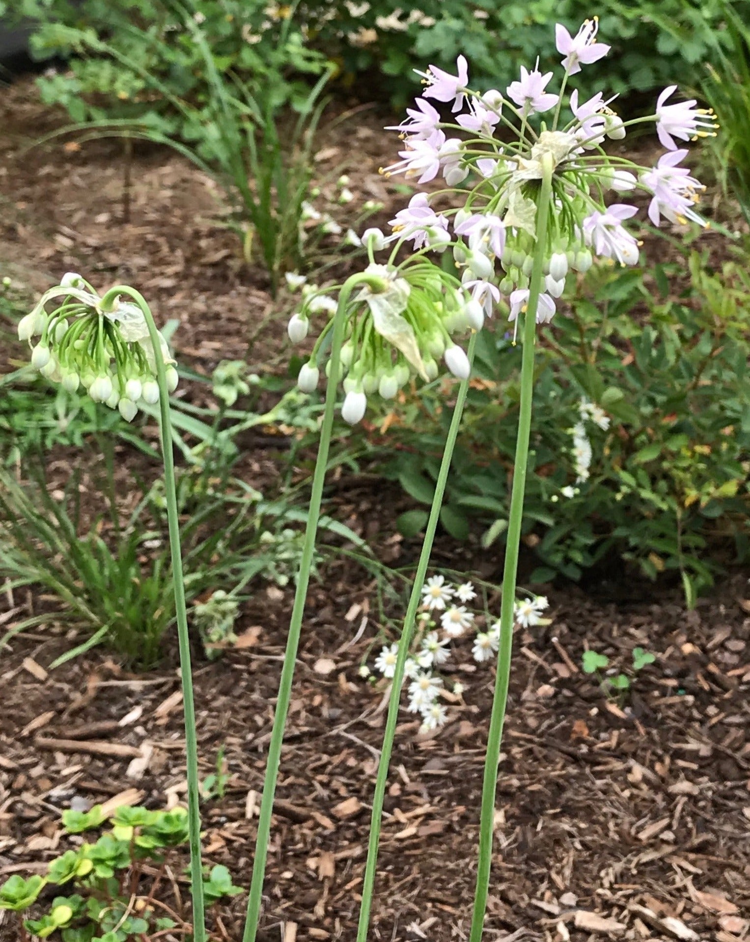 About - Red Stem Native Landscapes