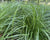 Carex sprengelii-Long-beaked Sedge - Red Stem Native Landscapes