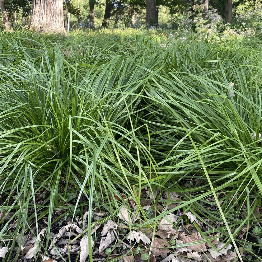 Carex sprengelii-Long-beaked Sedge - Red Stem Native Landscapes