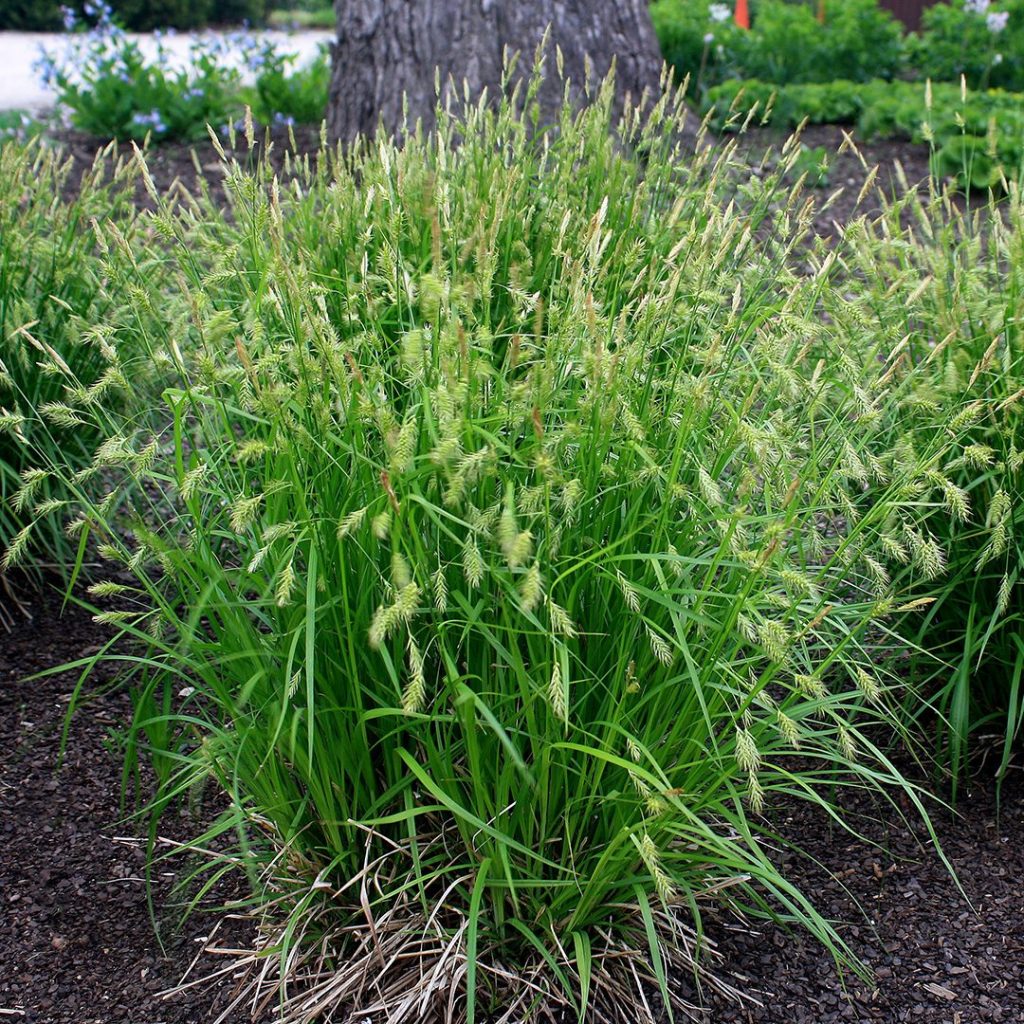 Carex sprengelii-Long-beaked Sedge - Red Stem Native Landscapes