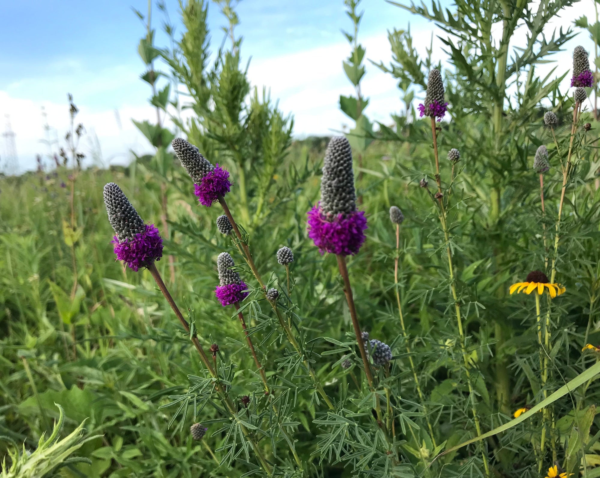 Dalea purpurea-Purple Prairie Clover - Red Stem Native Landscapes