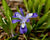 Iris cristata-Dwarf Crested Iris - Red Stem Native Landscapes