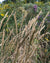 Elymus virginicus- Virginia Wild Rye - Red Stem Native Landscapes