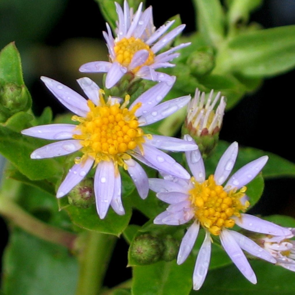 Eurybia macrophylla- Big-leaved Aster - Red Stem Native Landscapes