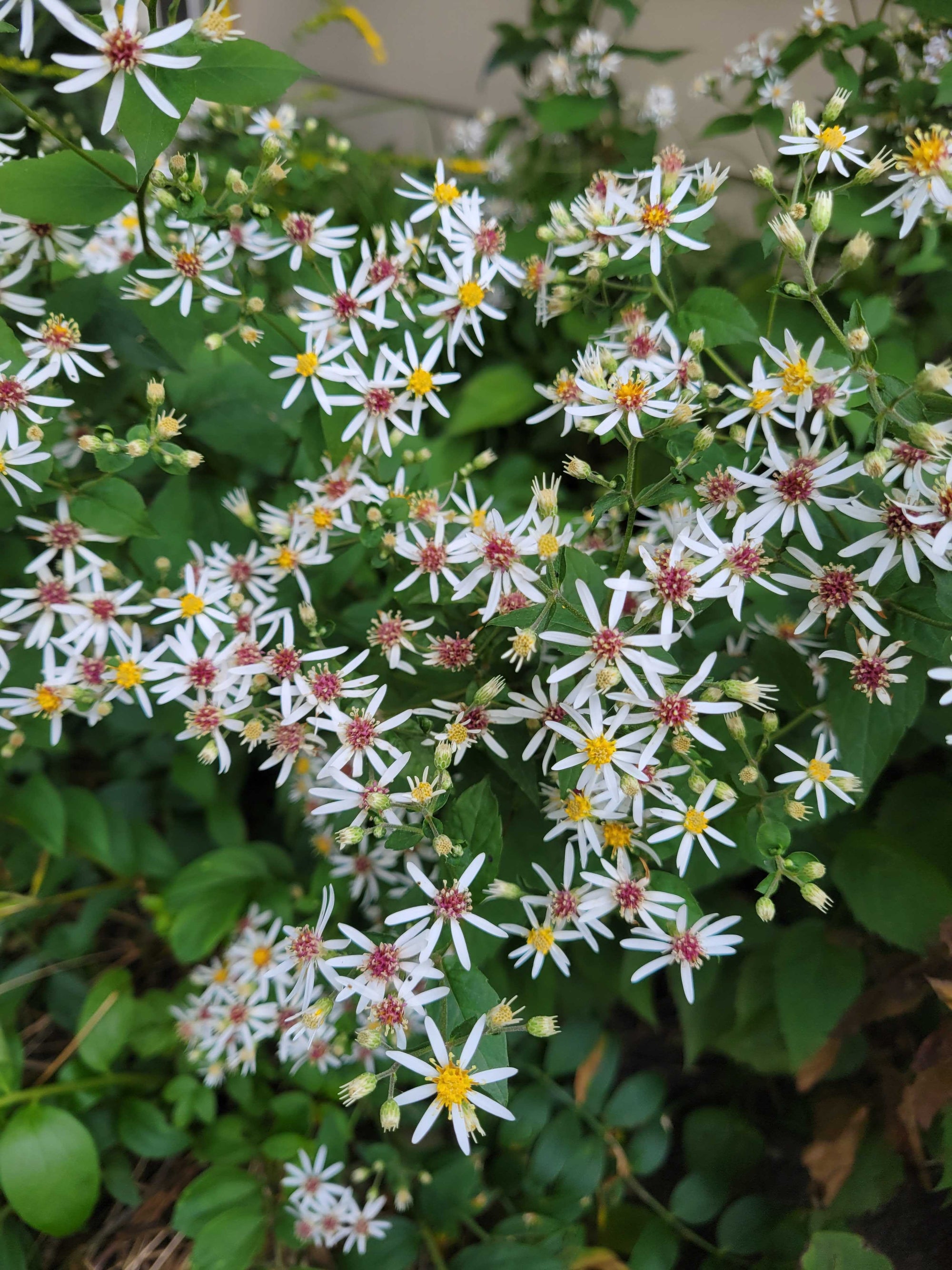 Eurybia macrophylla- Big-leaved Aster - Red Stem Native Landscapes